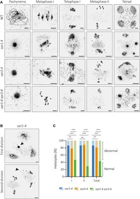 The scaffold nucleoporins SAR1 and SAR3 are essential for proper meiotic progression in Arabidopsis thaliana